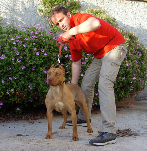A.P.B.T.  Gladiator Chica from Canada  pr: Luongokennel  Italia