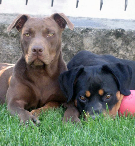 A.P.B.T. & Rottweiler nomi:Xena & Anouk  Pr:Conte Vincenzo & Micaela   Italia