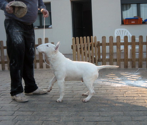 Bull Terrier  nome:Tristar  pr:Alfonso Russo  Italia