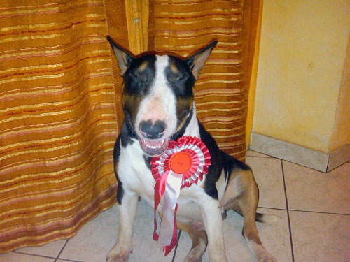 Bull Terrier  pr: Blotto Luca   Italia